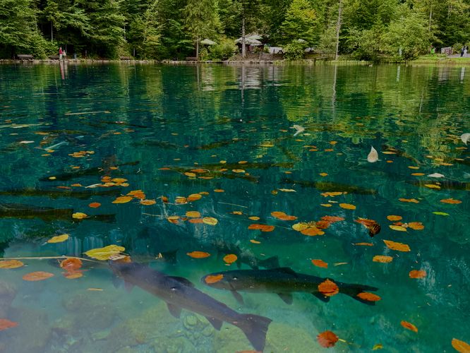  Schools of trout in Blausee's turquoise waters